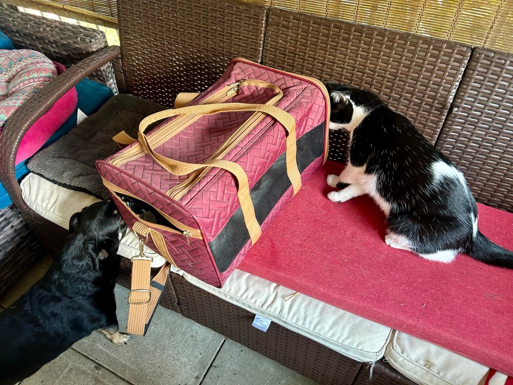 A little black dog and a tuxedo cat sniff at a pet carrier on a wicker couch in a screened in porch.