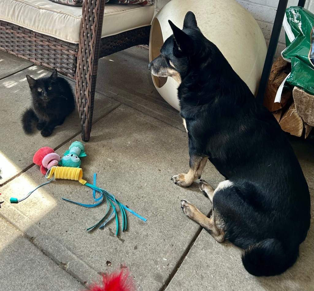 A small black dog and a tiny black kitten size each other up on a porch.