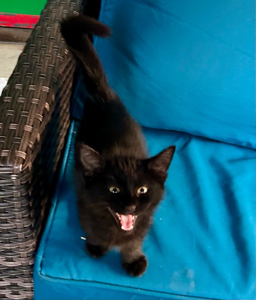 The passenger from the carrier, a tiny black kitten, now stands upon the couch.  His tail is under, his pink mouth is open wide, and he is absolutely roaring.