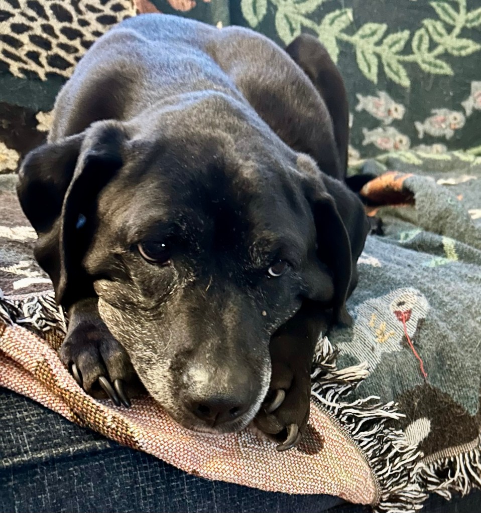 A beautiful black and white dog lays on a couch and stares wistfully at the camera.