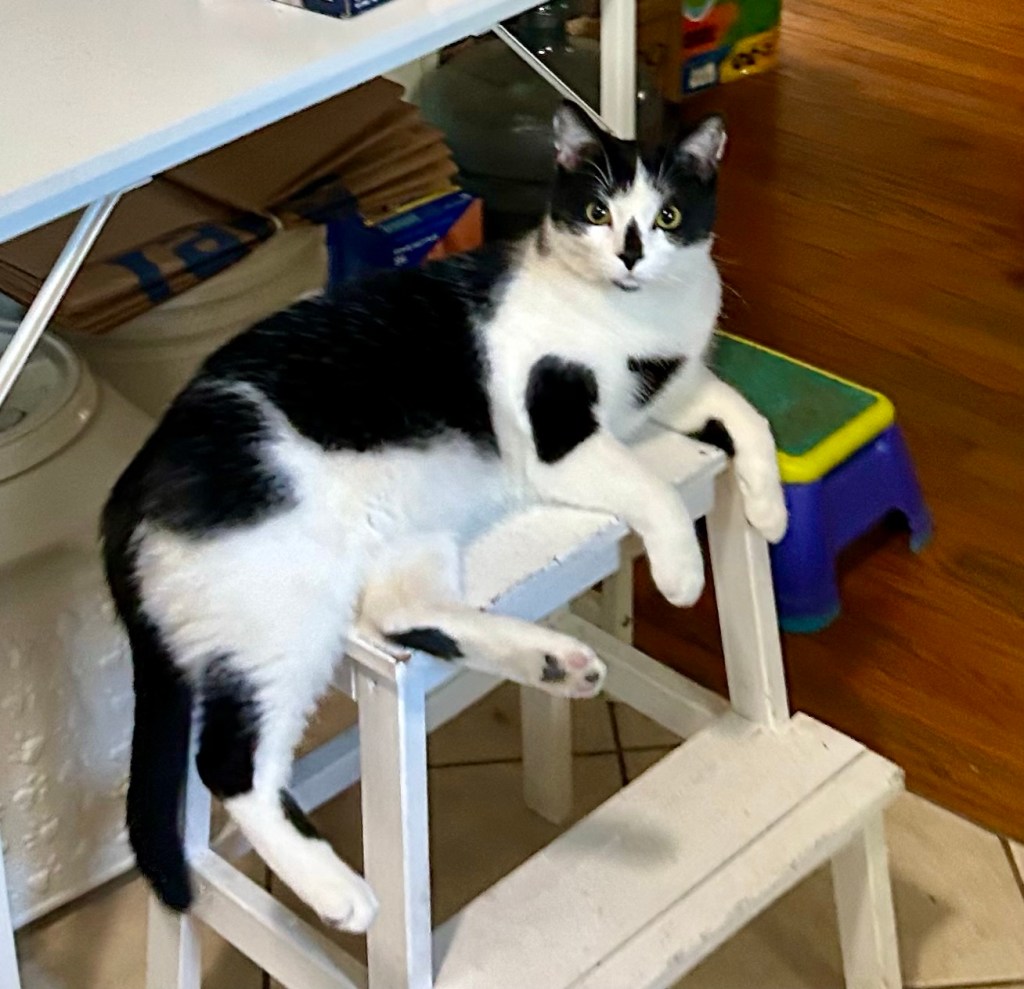 A very handsome tuxedo cat sits atop a step stool and drapes his legs and tail over the side.
