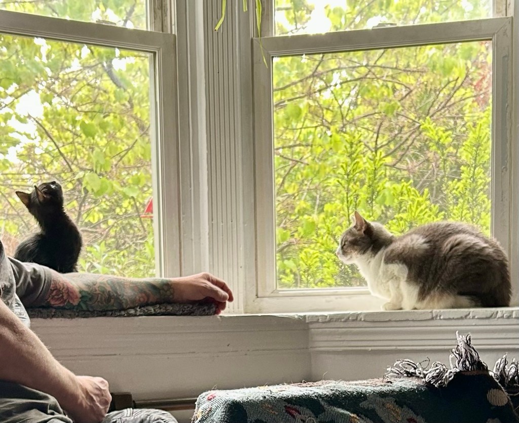 A tiny black kitten sits in a bay window, stretching his neck to look at the birds.  Across from him, a full grown, pretty grey tabby looks at him appraisingly.