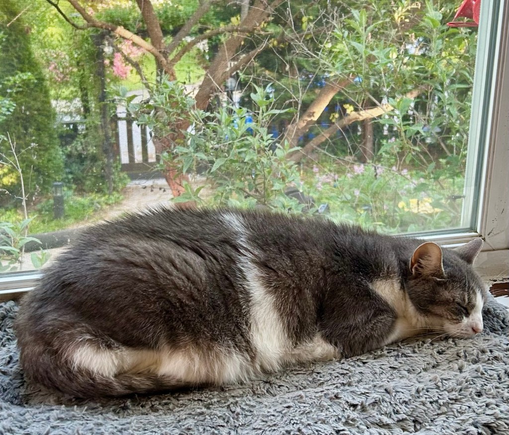 A pretty grey tabby sleeps on her tummy in a bay window.
