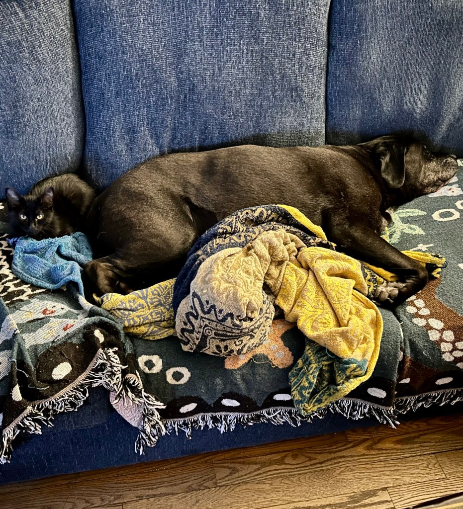 A tiny black kitten curls up next to a large black dog on a couch.