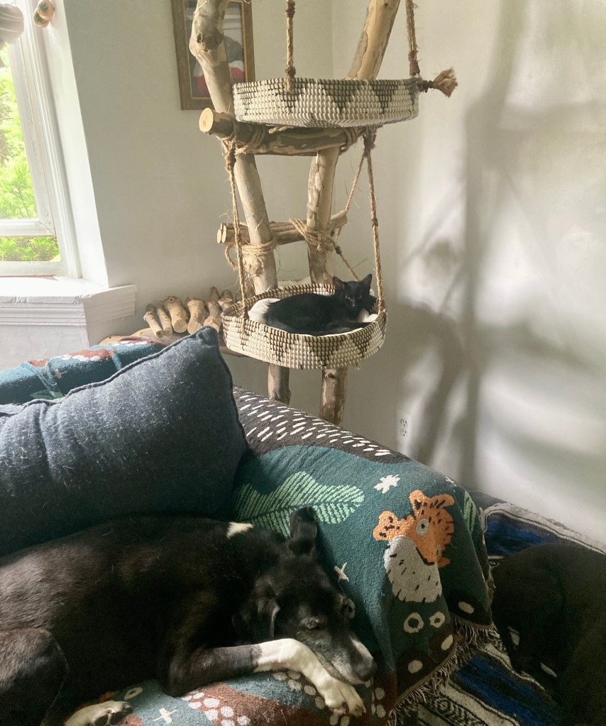 A tiny black kitten lounges in the lower basket of a tall cat tree while a large black and white hound lounges on a loveseat below him.