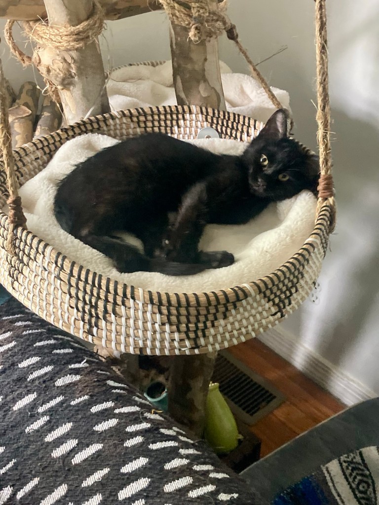Closeup of the little kitten in the cat tree basket.