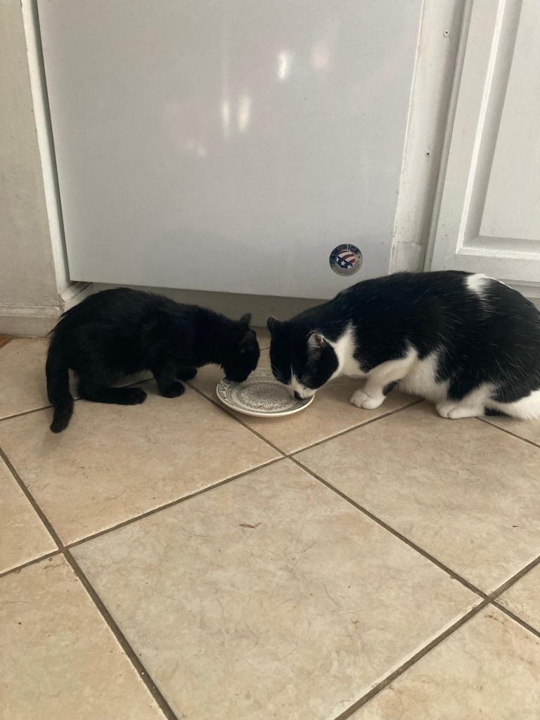 A large black and white cat and a little black kitten lick treats off of a saucer placed on the kitchen floor.