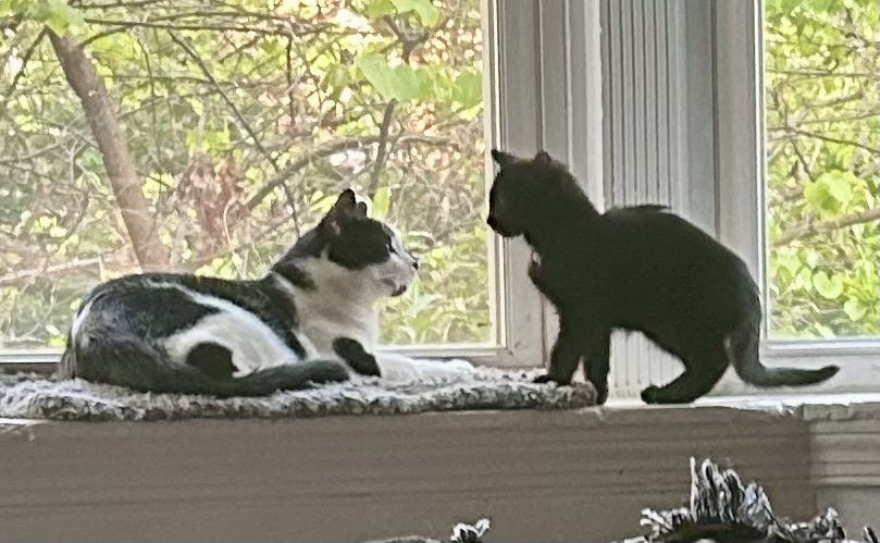 A little black cat sits in a bay window looking at a much bigger tuxedo cat.