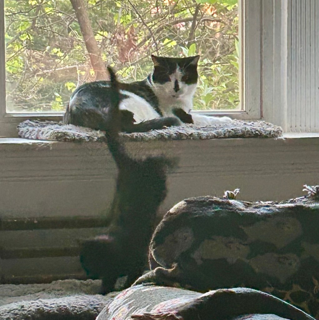 The little cat is now jumping down from the bay window as the tuxedo watches.