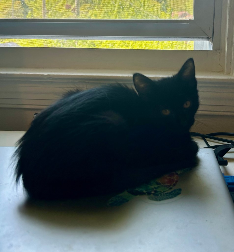 A little black kitten sits in loaf position atop a laptop.  He looks surprised.