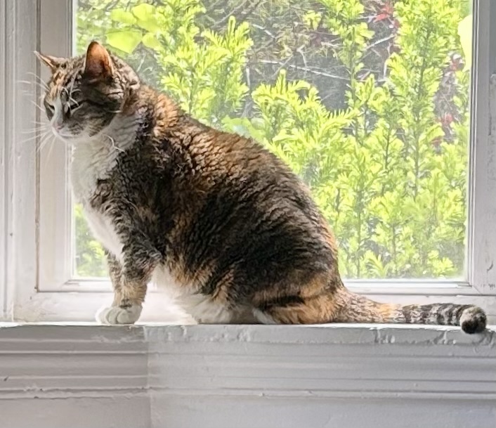 A pretty, stripy calico suns herself in a bay window.