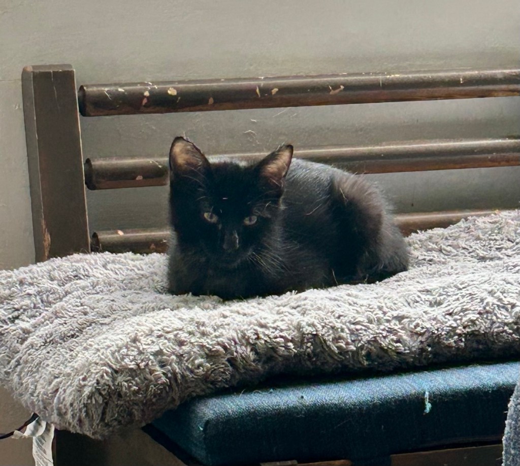 A tiny black kitten sits in loaf position atop a cushioned bench.