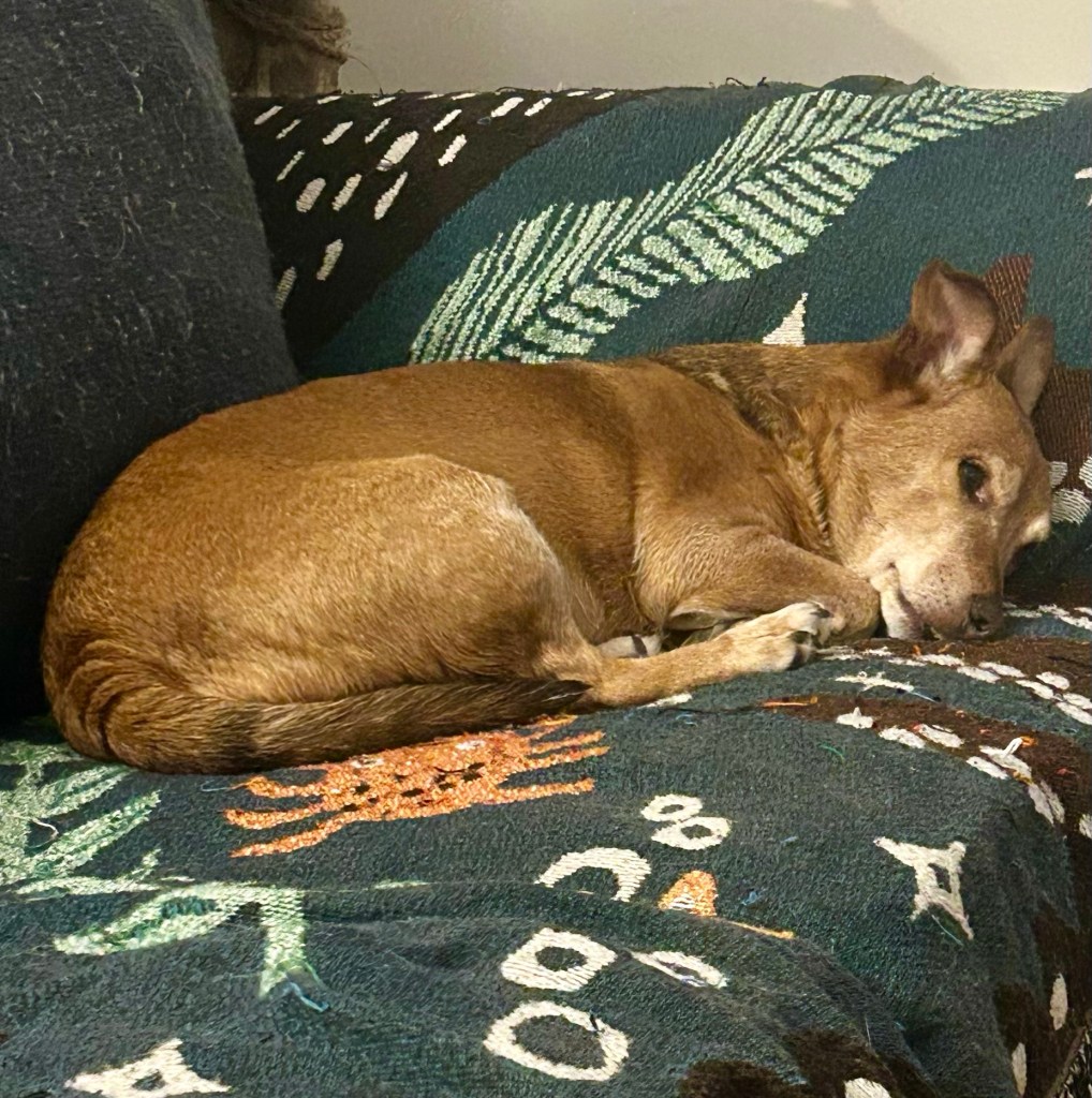An adorable yellow dog lies curled up on a couch and considers his options.