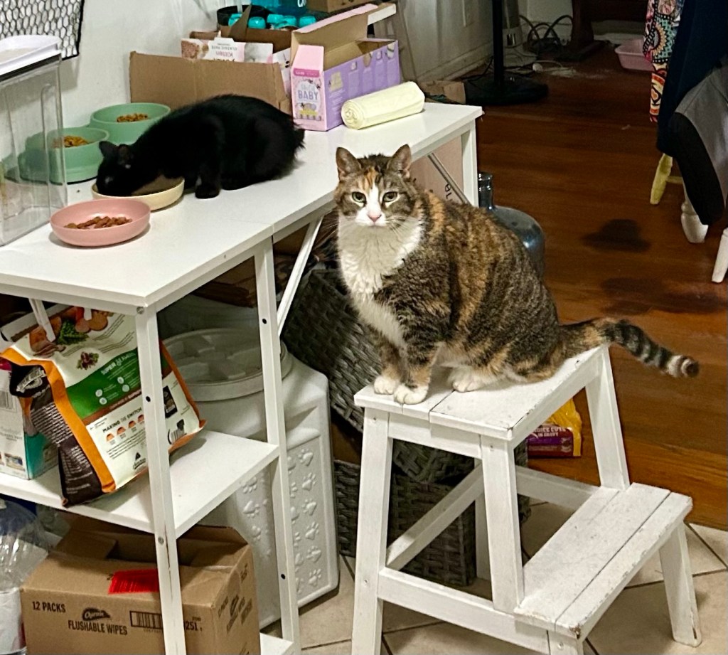 A pretty calico cat sits on a stepladder beside a kitchen table.  On the table, a little black kitten devours wet food out of a bowl.