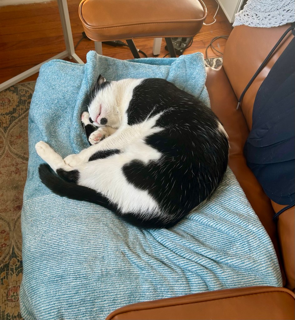 An exquisite tuxedo cat sleeps on an office chair in upside down head position.