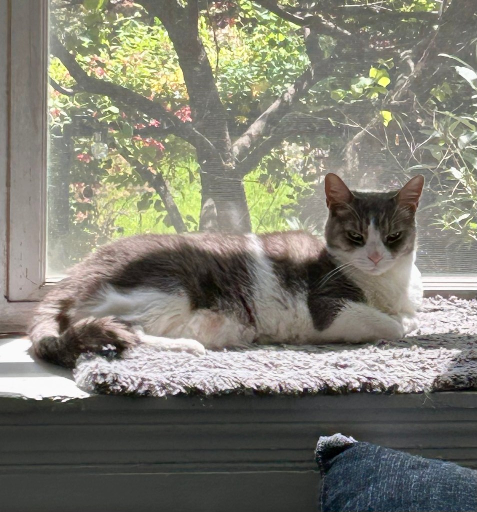 A gorgeous grey tabby lounges in a sunny bay window.