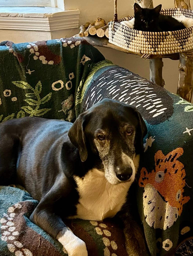 A magnificent, large, black and white hound lounges on a loveseat while a tiny black kitten perches in a cat tree basket above his head.