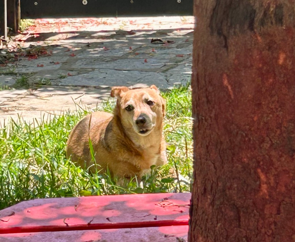 A handsome yellow dog lounges on a sunny patch of grass.