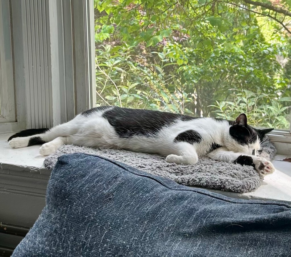A handsome tuxedo cat sleeps in a bay window all stretched out.