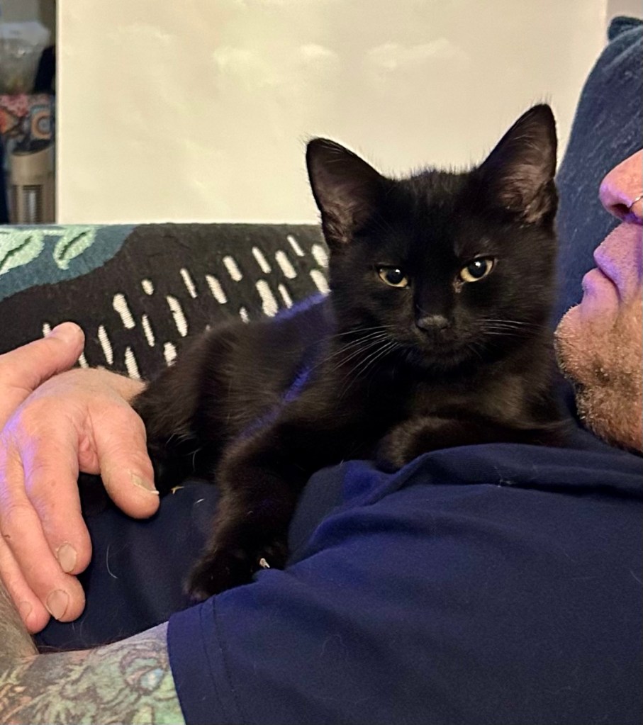 A tiny black kitten lounges on a man’s chest.