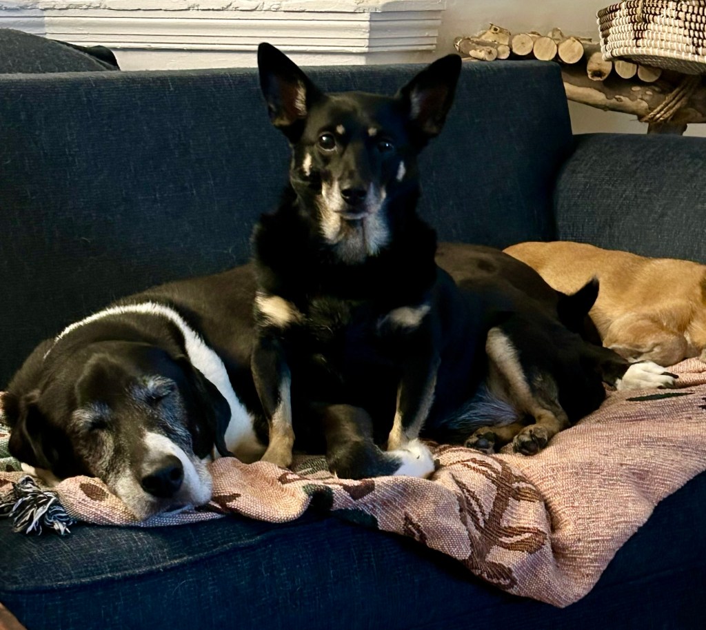 A little black dog with caramel highlights sits upright on a loveseat and stares pointedly at someone.