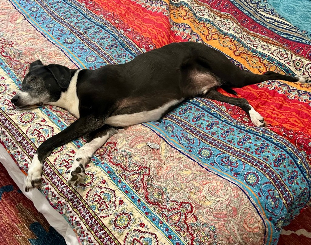 A big black and white hound sleeps all spread out on a king size bed.