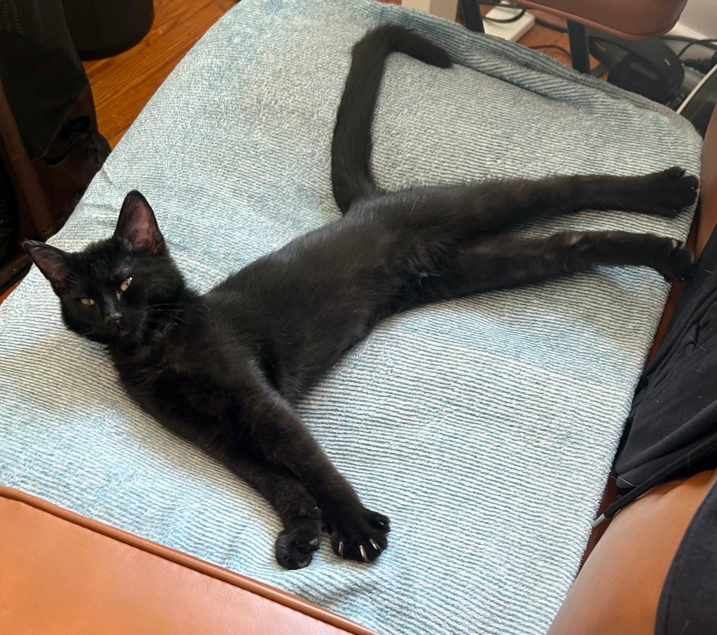 A young, lanky black kitten stretches full out on an office chair.