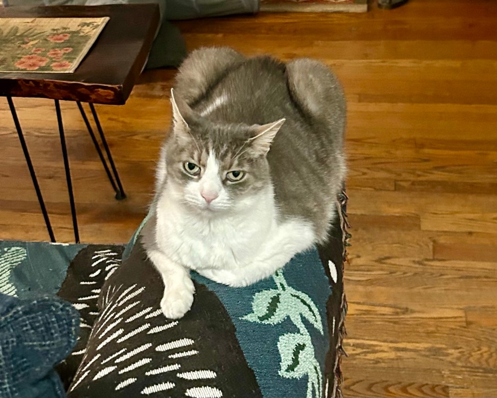 A pretty grey tabby sits atop the armrest of a couch.
