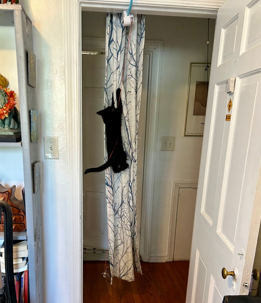 A little black kitten climbs up a curtain hanging in a doorway.