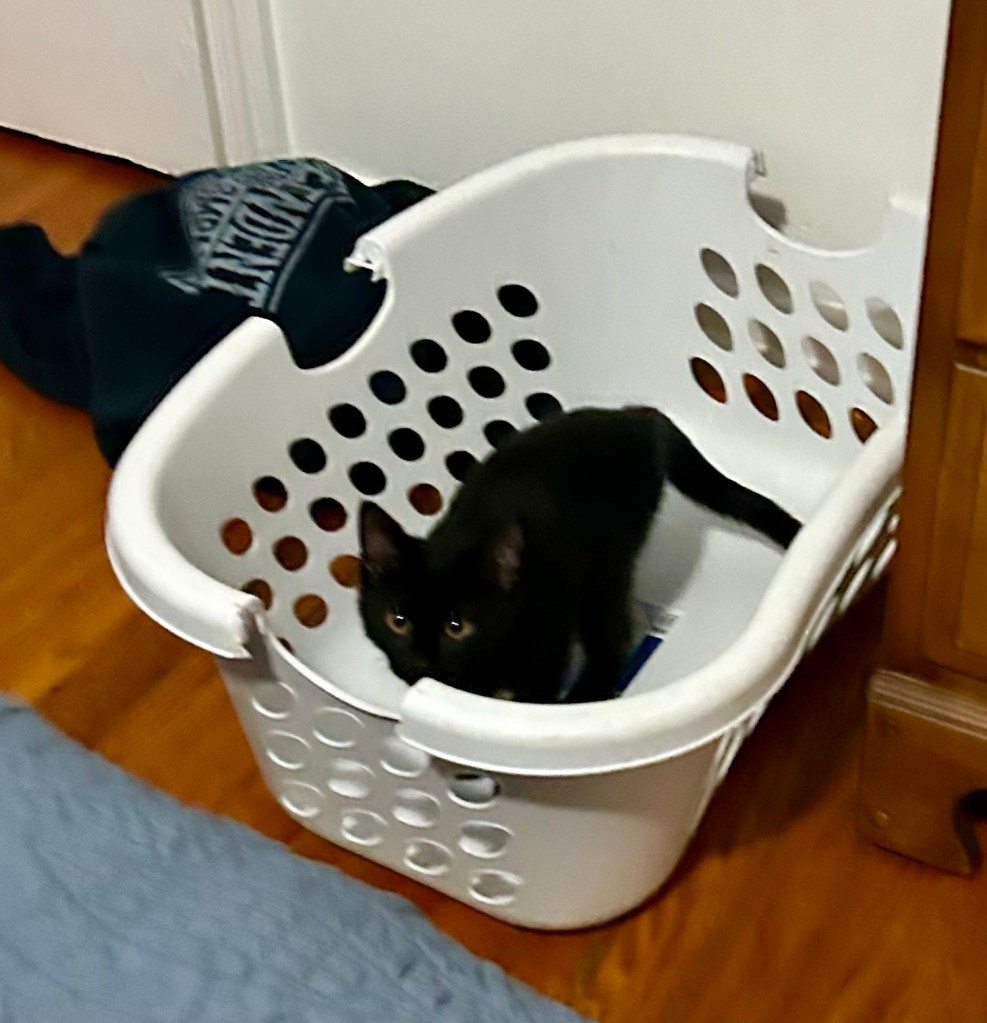 A little black cat relaxes in a white laundry basket.