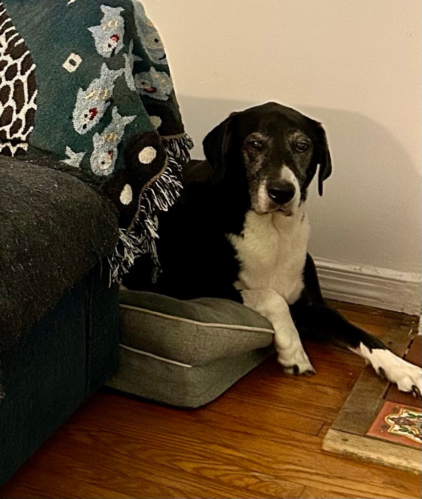 A big black and white dog lounges on a dog bed and stares longingly at the camera.