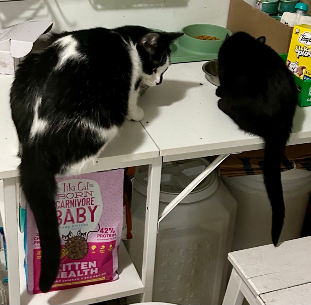 A big black and white cat and a little black kitten eat together on a kitchen table.
