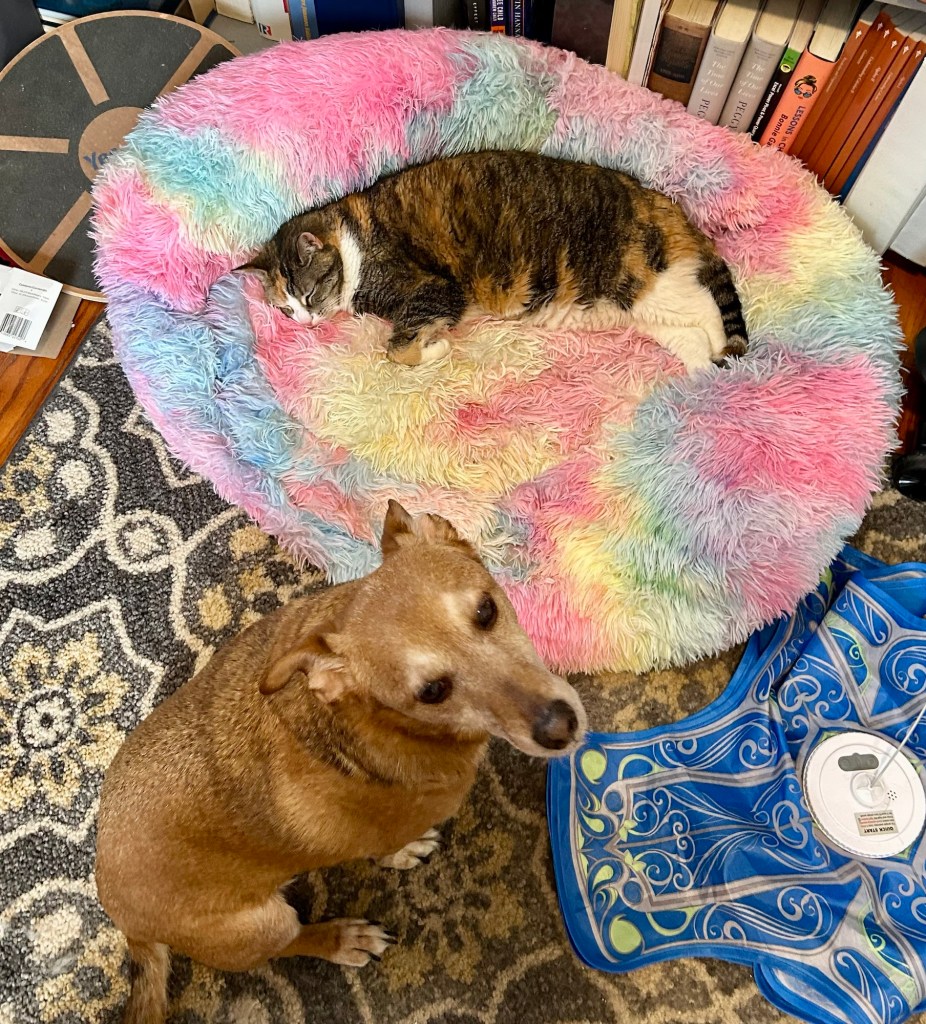 A sweet little yellow dog looks balefully at the camera as a gorgeous calico cat lounges on a rainbow-colored dog bed.