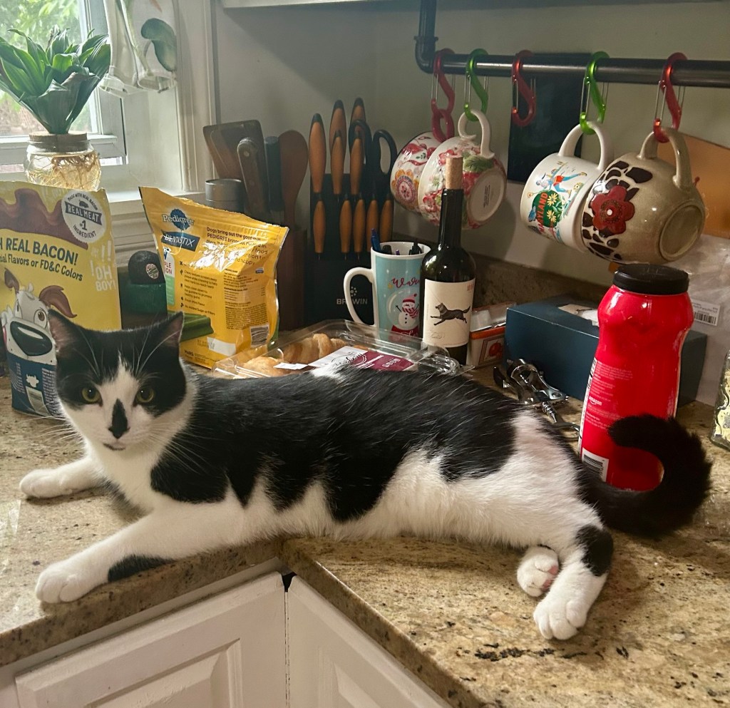 A magnificent black and white cat lounges on a kitchen counter in front of a variety of products.