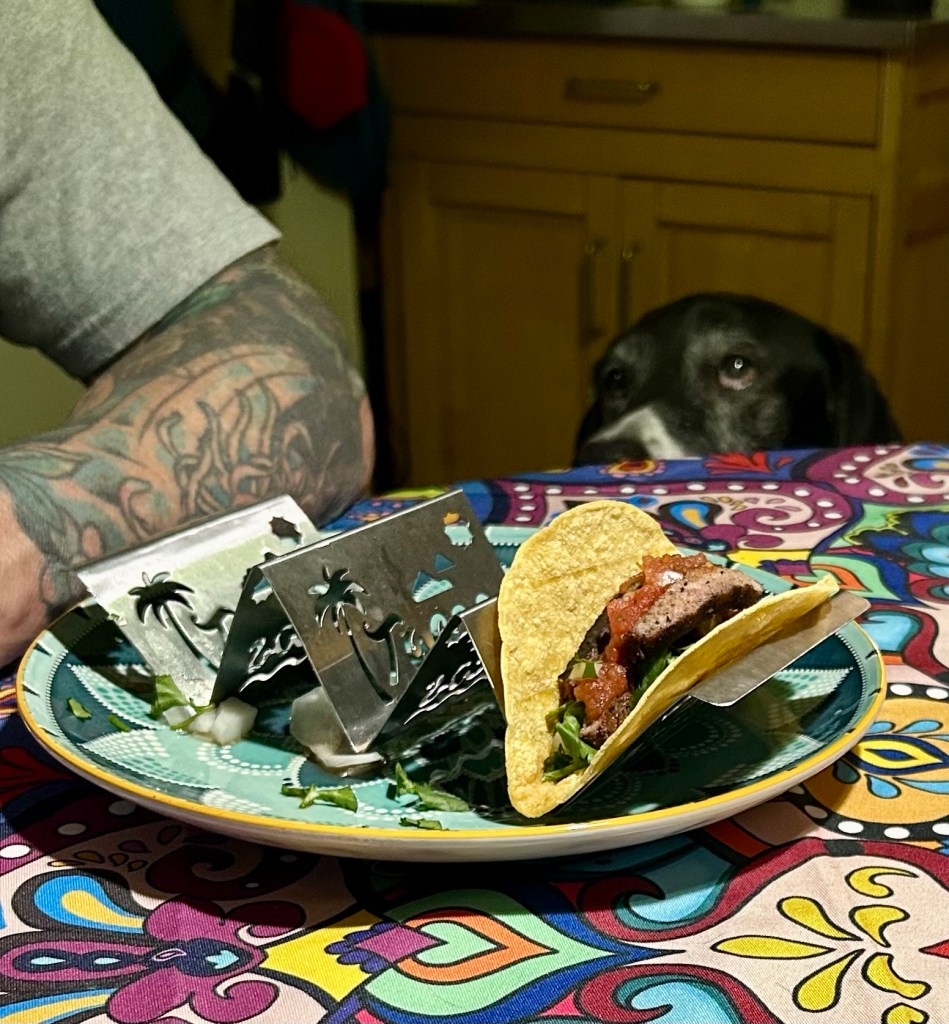 A handsome black and white hound stares up at a steak taco atop a dining table.
