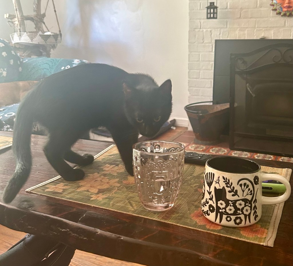 A lanky black kitten stands on a coffee table, poised to take a sip of water out of a pink crystal glass.