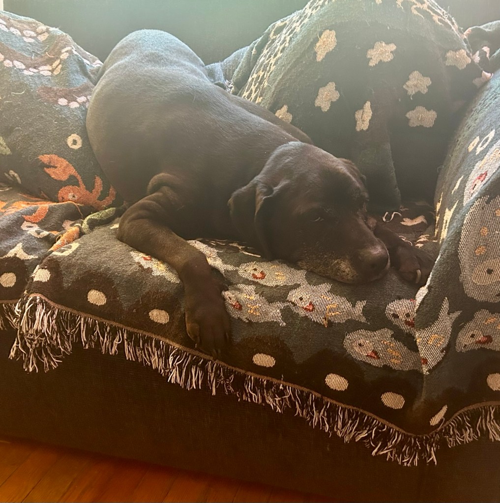 A beautiful black dog sits on a loveseat.  Her hindquarters are on the back cushions, thoroughly crushing them.