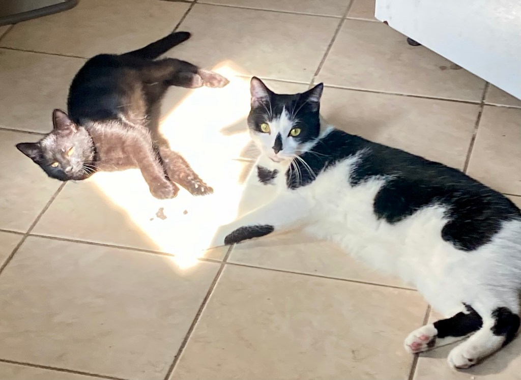 A lanky black kitten and a big tuxedo cat lounge on a kitchen floor next to a spot of sunlight.