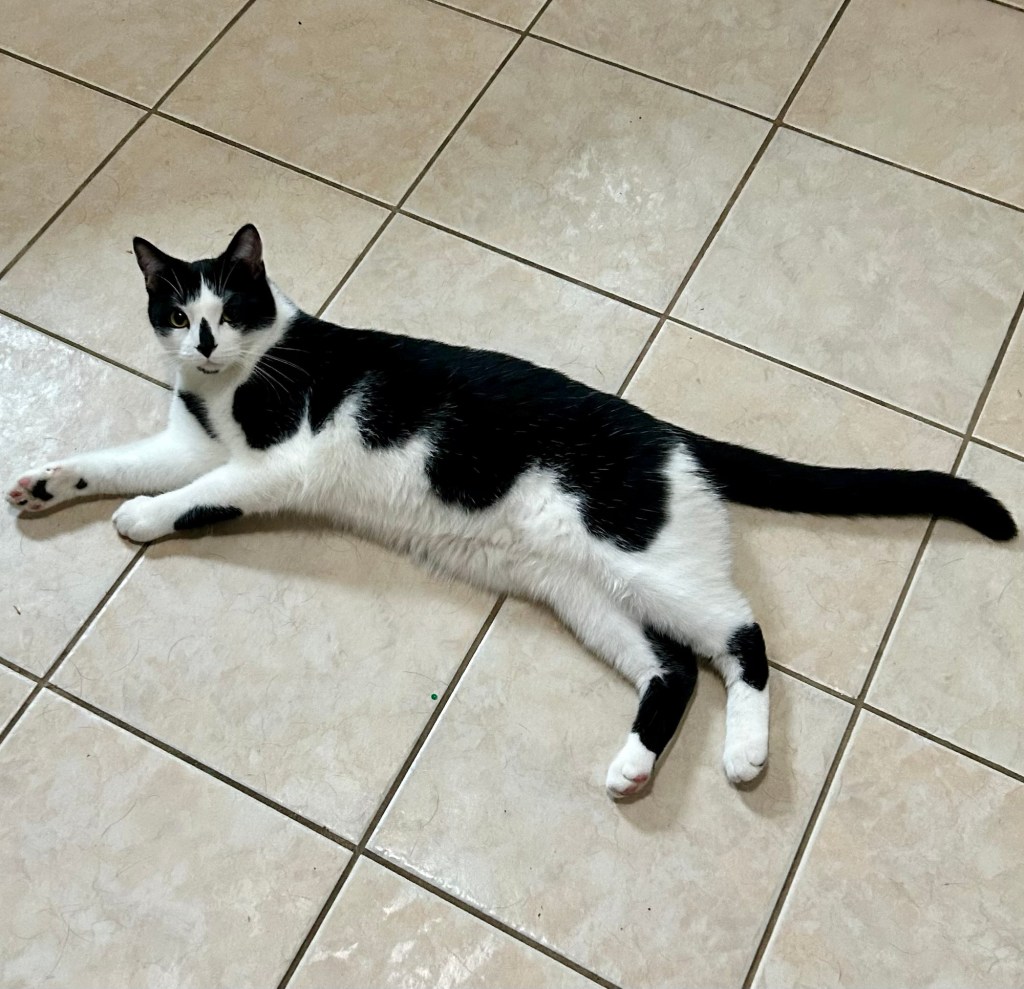 A black and white cat lays on a tile floor.