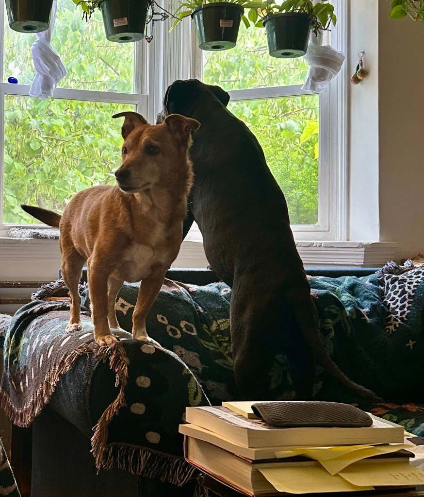 Two dogs on a couch