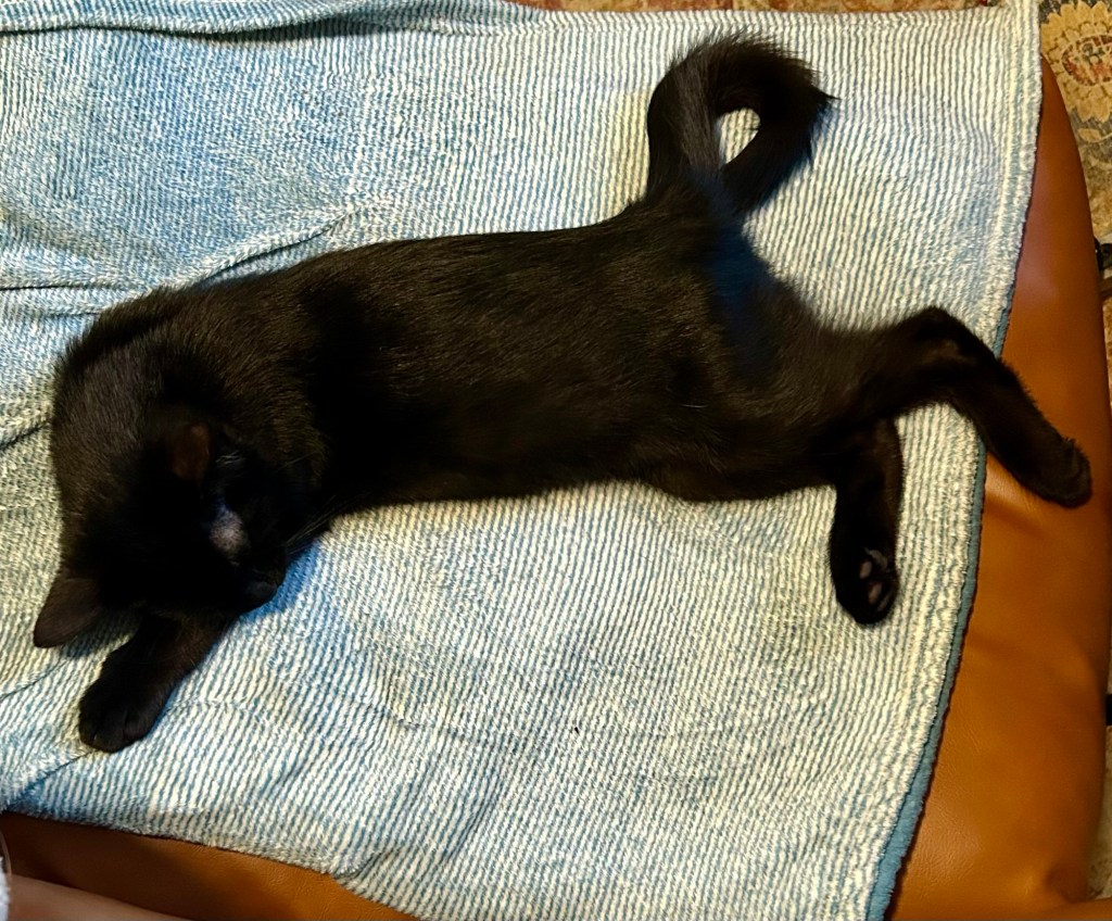 A sweet black kitten sleeps on a desk chair with his tail curled just so.
