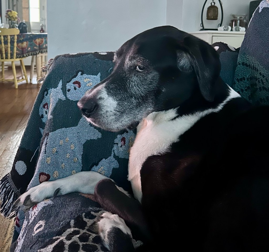 A handsome black and white hound sits on a couch.