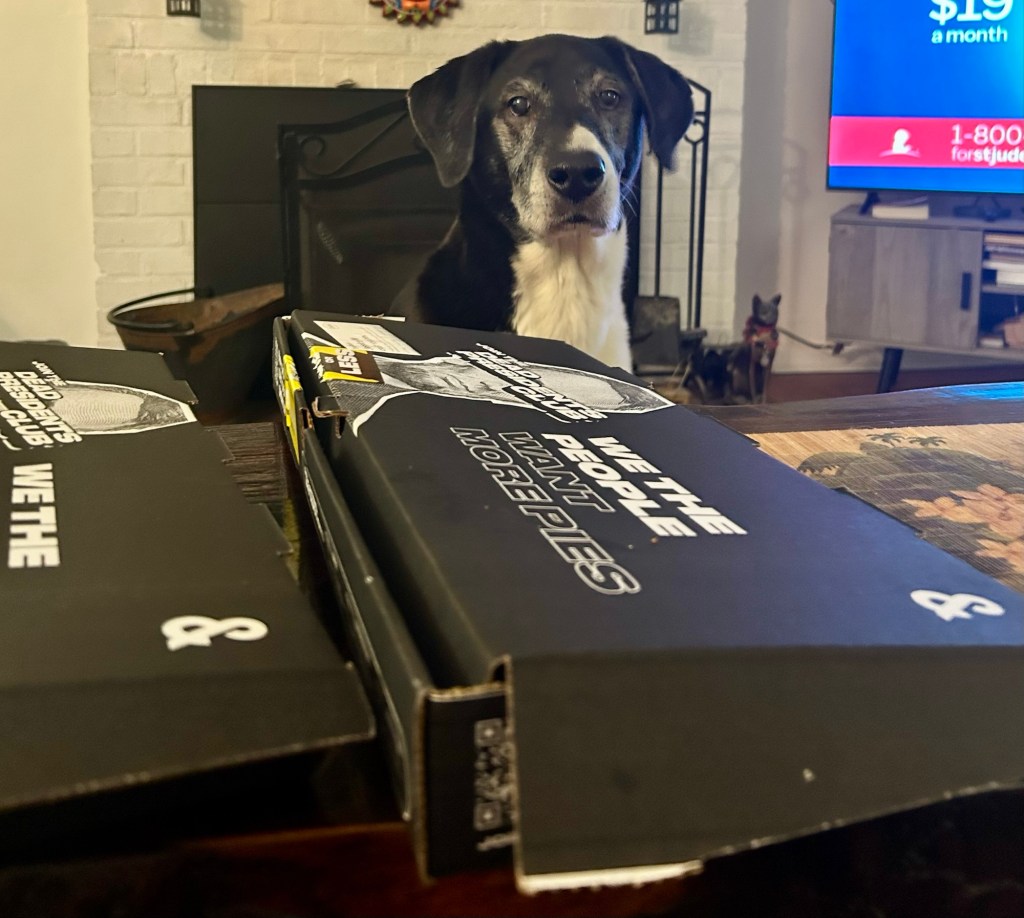 A handsome black and white hound looks longingly at his humans across a coffee table covered with boxes of pizza.