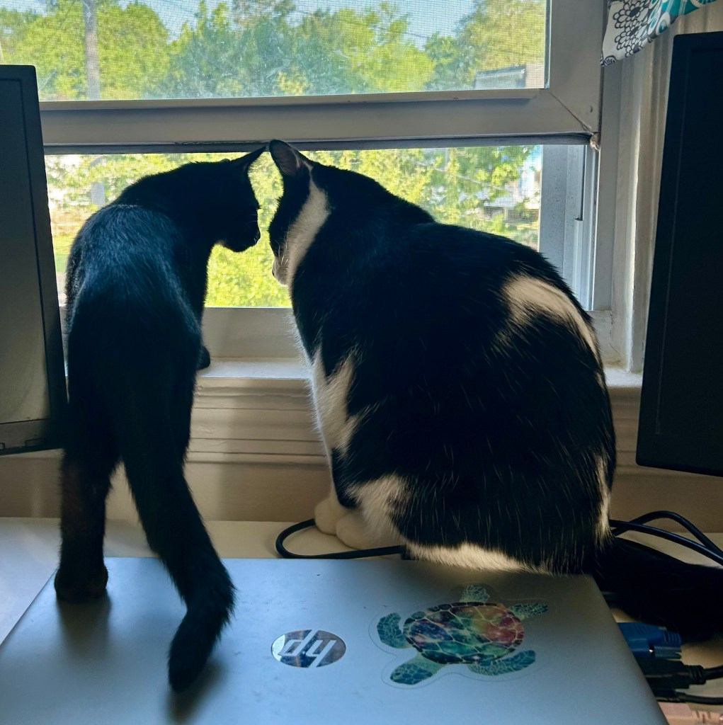 A little black kitten and a large tuxedo cat sit looking out an open window.