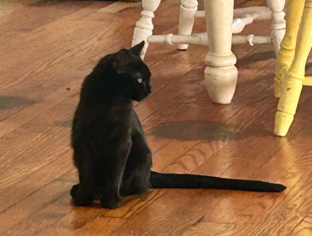 A black kitten sits on a wood floor with his long tail stretched out beside him.