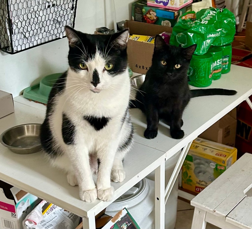 Two cats sit on a kitchen work table and look pointedly at the camera.