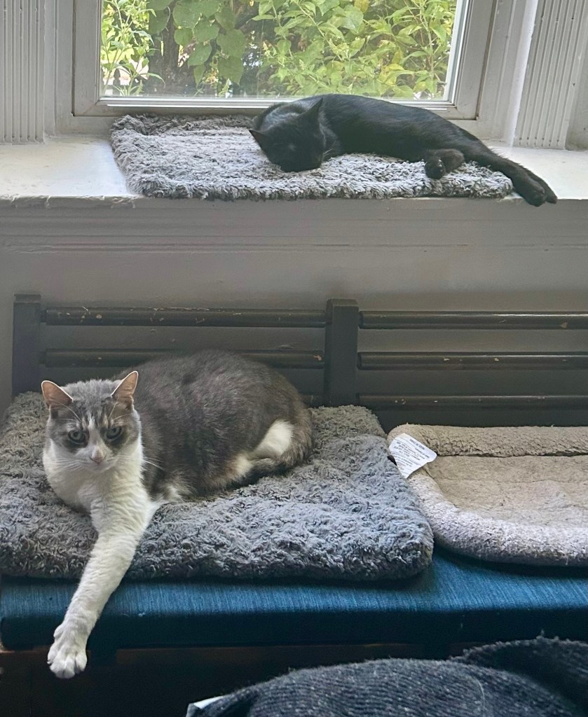 A pretty grey tabby lounges on a bench.  Above her a black kitten sleeps in a bay window.