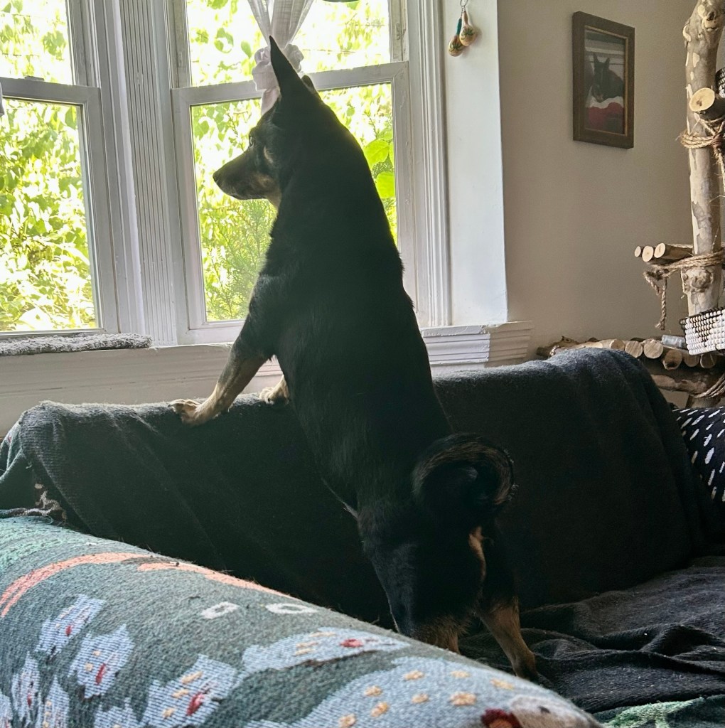 A little black dog with caramel markings stands on her back legs looking out a bay window.