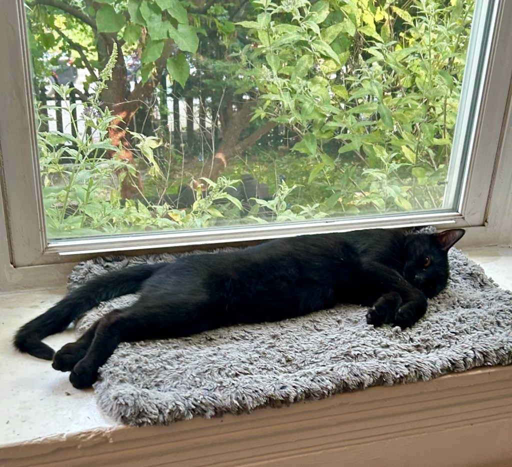 A young black cat lays all stretched out on a grey cat bed in a bay window.
