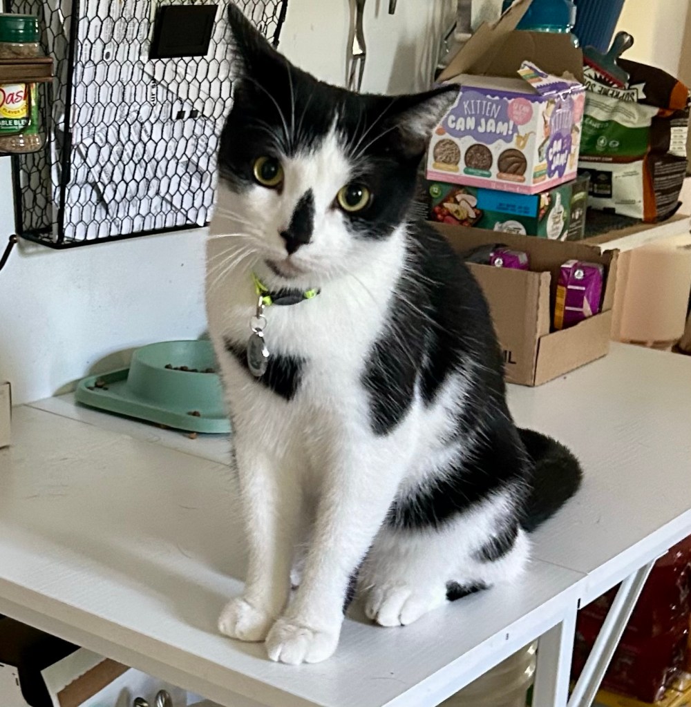 A black and white cat sits atop a kitchen work table, sporting a neon green collar.